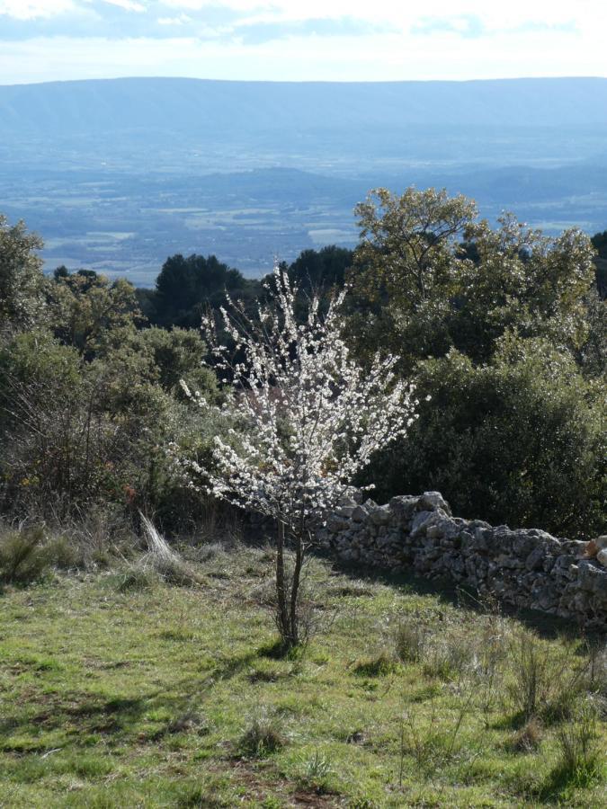Le Jas Des Aiguiers Ξενοδοχείο Saint-Saturnin-les-Apt Εξωτερικό φωτογραφία